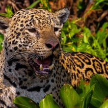 Pantanal Poconé
